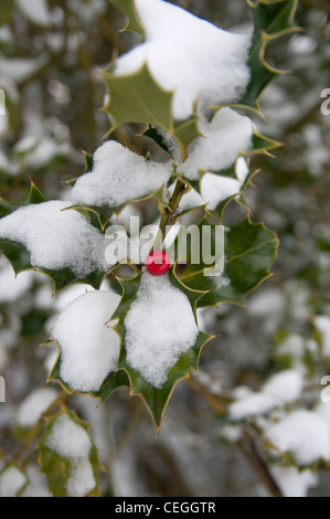 Avec holly Berry rouge dans la neige Blean woods Kent England uk Banque D'Images