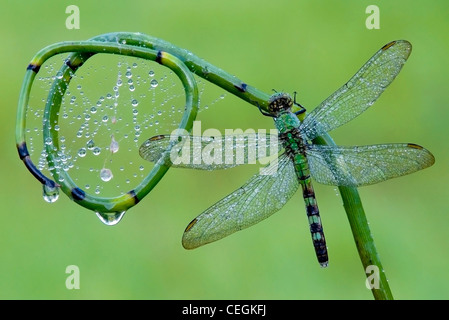 Dewy Eastern Pondhawk Skimmer Dragonfly Erythemis simplicollis sur l'Equesetum de Rush est des Etats-Unis, par Skip Moody/Dembinsky photo Assoc Banque D'Images