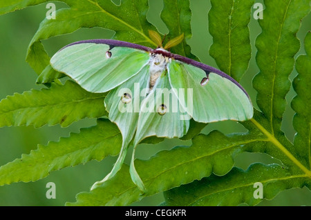 Luna Moth homme Actias luna reposant sur Onoclea sensibilis Fougère sensibles est de l'USA Banque D'Images