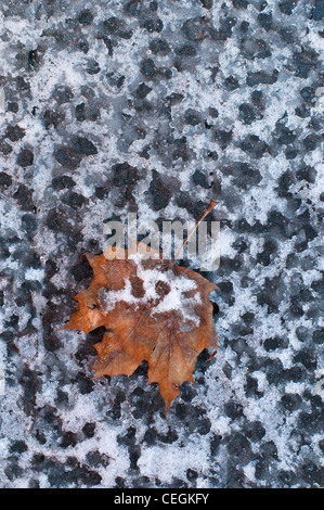 Gouttes de pluie congelées dans la neige, avec la feuille d'érable de sucre Acer saccharum Eastern USA, par Skip Moody Banque D'Images