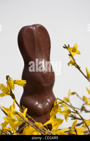 Joyeuses Pâques chocolat lapin avec les fleurs jaunes images photos photos photographie très haute résolution format vertical aux États-Unis haute résolution US haute résolution Banque D'Images