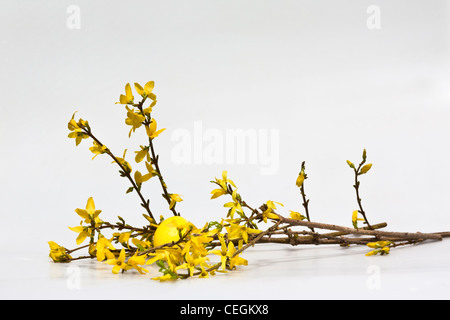 Joyeuses Pâques avec des fleurs jaunes et oeuf jaune peints sur fond blanc personne découpe verticale isolée horizontale aux États-Unis haute résolution Banque D'Images