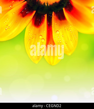 Résumé belle fleur, floral background colorés , pétales jaune humide, à la frontière avec l'usine daisy bokeh ,nature macro détails Banque D'Images