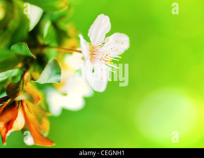 Amandier en fleurs à ressort sur green natural background, selective focus Banque D'Images