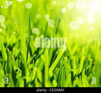 Résumé fond herbe verte fraîche, fond clair avec sunny bokeh, belle nature au printemps Banque D'Images