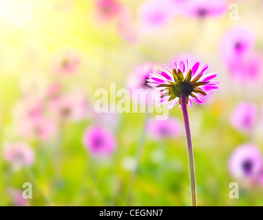 Champ de fleurs fraîches roses avec focus sélectif, avec fond naturel de la lumière du soleil Banque D'Images