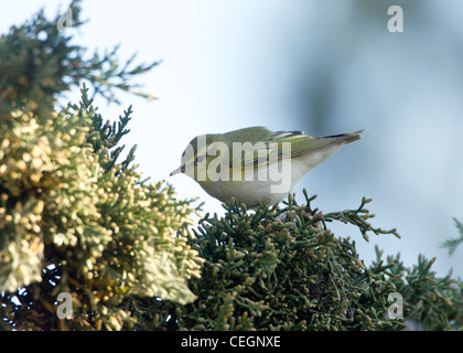 Paruline à la recherche de nourriture en sapin Chypre au printemps Banque D'Images