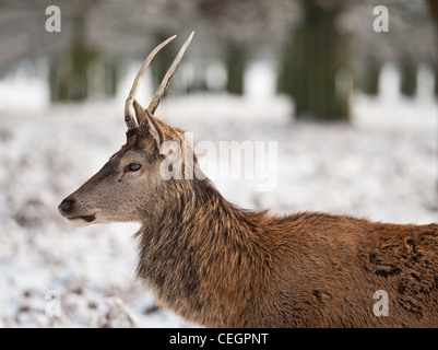 Un jeune mâle Red Deer de Bushy Park à Londres. Banque D'Images