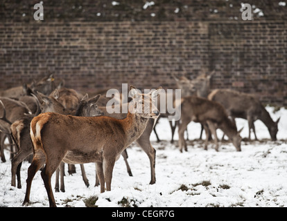 Un troupeau de Red Deer de Bushy Park à Londres. Banque D'Images