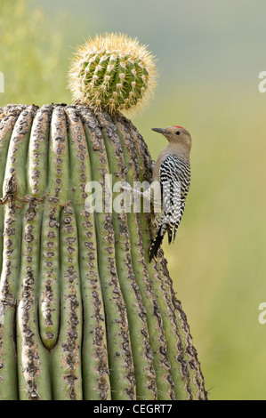 Gila Woodpecker sur cactus au désert de Sonora Museum, Tucson, Arizona Banque D'Images