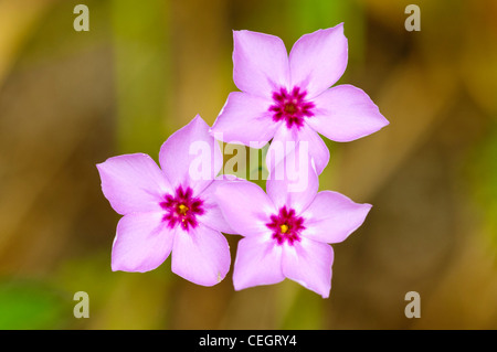 Phlox spp, préserver l'état des prairies Paynes, Micanopy, Floride Banque D'Images