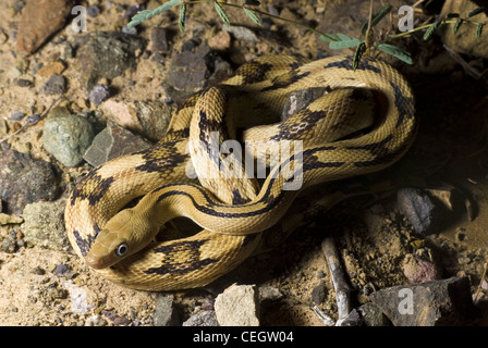 Le nord de Trans-pecos (Bogertophis subocularis Couleuvre obscure,), Sierra county, Nouveau Mexique, USA. Banque D'Images