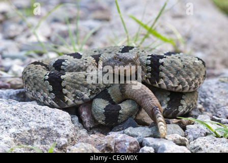 Rock bagués mâle, le crotale (Crotalus lepidis klauberi), Gila Wilderness, Grant county, Nouveau Mexique, USA. Banque D'Images