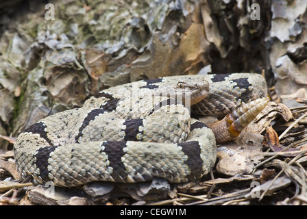 Rock bagués mâle, le crotale (Crotalus lepidis klauberi), Gila Wilderness, Grant county, Nouveau Mexique, USA. Banque D'Images