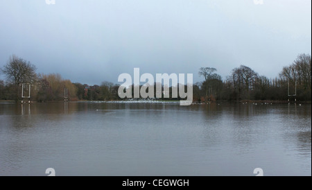 Les mouettes et les canards sur le terrain de rugby, Angleterre inondée Banque D'Images