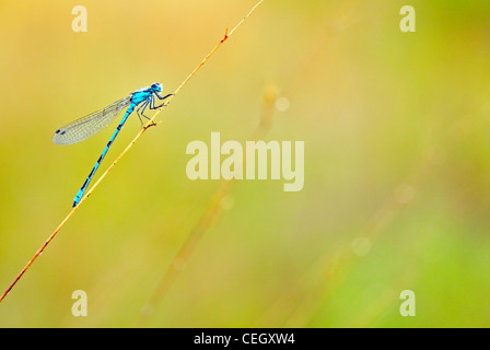 Bleue / Le nord de bluet (Enallagma atricollis) sur tige, les Pays-Bas Banque D'Images