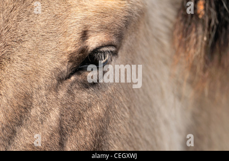 / Polonais Konik cheval primitif (Equus caballus) close-up, originaire de Pologne Banque D'Images