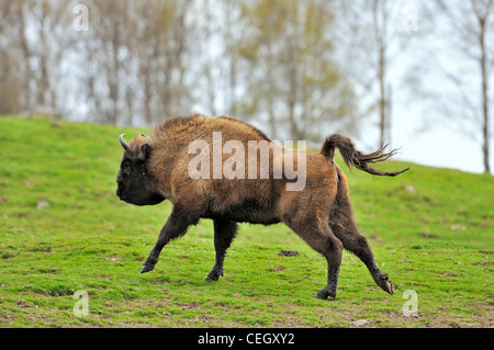 Bison / bison d'Europe (Bison bonasus) courir dans les prairies Banque D'Images