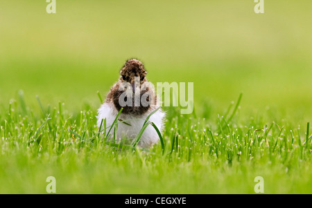 Le nord de sociable (Vanellus vanellus) chick in meadow Banque D'Images