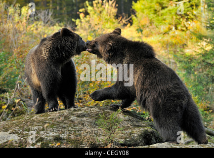 Deux d'eurasie ours brun (Ursus arctos arctos) les mineurs à jouer sur rock en forêt, forêt de Bavière, Allemagne Banque D'Images