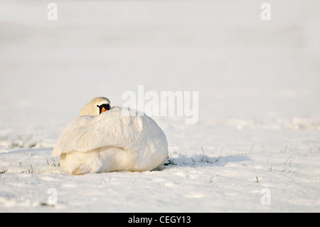 Mute Swan (Cygnus olor) reposant dans le champ couvert de neige en hiver, Pays-Bas Banque D'Images