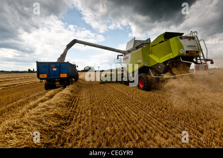 L'orge récoltée dans le Kent, avec une moissonneuse-batteuse. Le grain est ensuite vidé dans les remorques, et de prises pour le grain store. Banque D'Images