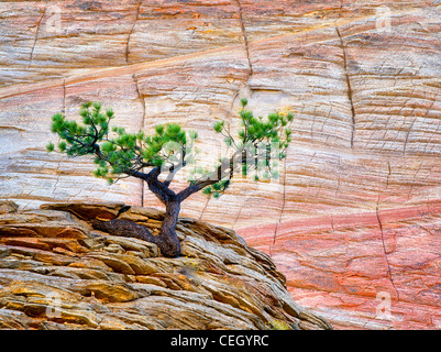 Bonsai arbre de pin ponderosa luttant pour survivre et Cherboard Mesa. Zion National Park, Utah. Banque D'Images