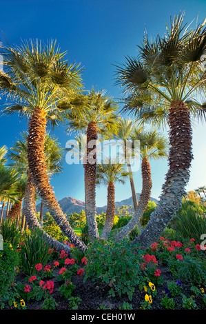 Palmiers dans le jardin. Palm Desert, Californie Banque D'Images