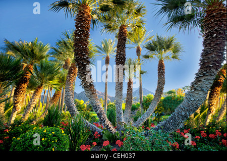 Palmiers dans le jardin. Palm Desert, Californie Banque D'Images