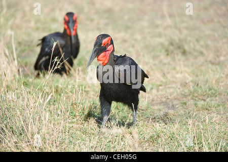 Paire de calao terrestre du sud, Bucorvus leadbeateri, à la recherche de nourriture. Le Masai Mara, Kenya Banque D'Images