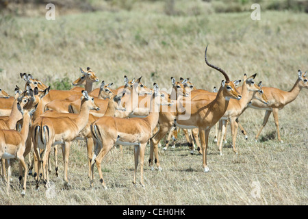 Troupeau d'impala, Aepyceros melampus, reproduction d'un groupe de femelles avec un mâle dominant, le mâle n'a qu'une seule corne. Banque D'Images