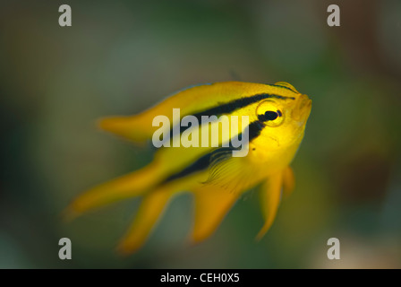 Une demoiselle à queue jaune (Neoglyphidodon nigroris) avec son visage dans une mise au point et le reste de son corps floue Banque D'Images