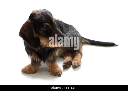 Un mignon chiot teckel sur le plancher Banque D'Images