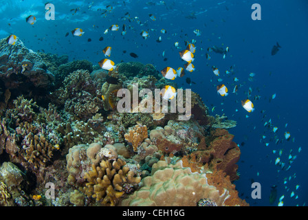 Les récifs coralliens d'Indonésie. Le parc marin de Bunaken, au nord de Sulawesi, Indonésie. tourné pendant une journée avec de l'eau bleu clair Banque D'Images