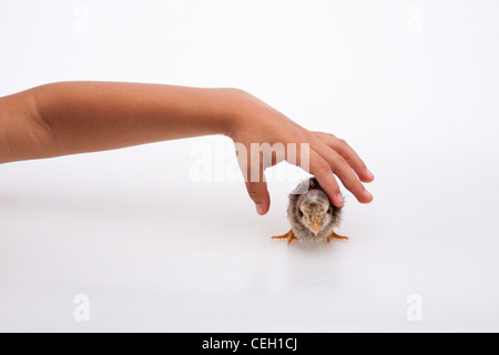 Une main tend la main pour ramasser et tenir un jeune poussin sur un fond blanc Banque D'Images