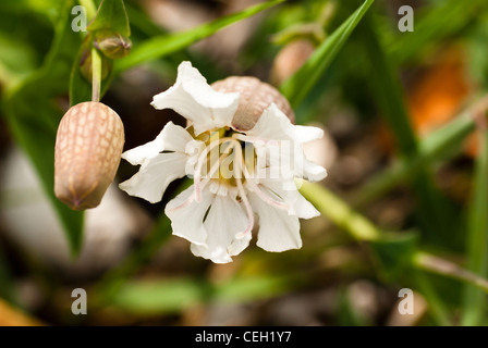 Plante, fleur sauvage, Mer Campion, Silene maritima Banque D'Images