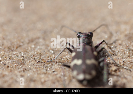 Dune du nord Tiger Beetle (Cicindela hybrida) Affichage de capacité à 360 degrés derrière lui-même. Banque D'Images