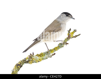 Blackcap mâle perché sur la branche couverte de mousse sur un fond blanc. Banque D'Images