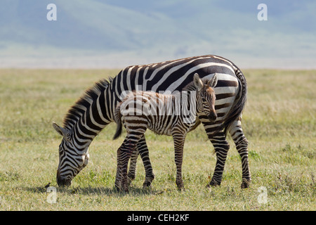 Le zèbre de Burchell mère et son petit (Equus quagga burchellii) Banque D'Images