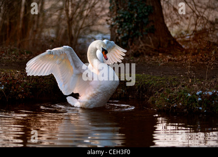 Rivière d'hiver muet Swan Swan cob propager son territoire le marquage des ailes au fond du jardin on snowy winter River Wey au coucher du soleil Surrey England UK Banque D'Images