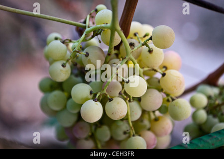 Les raisins sur la vigne Banque D'Images