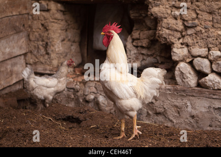 Rage de la ferme Poulet coq blanc et une poule Banque D'Images