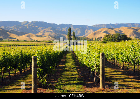 La vigne dans le Montana Winery vineyard avec les collines au-delà s'étiolent, Blenheim, Nouvelle-Zélande Banque D'Images