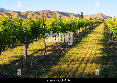 La vigne dans le Montana Winery vineyard avec les collines au-delà s'étiolent, Blenheim, Nouvelle-Zélande Banque D'Images