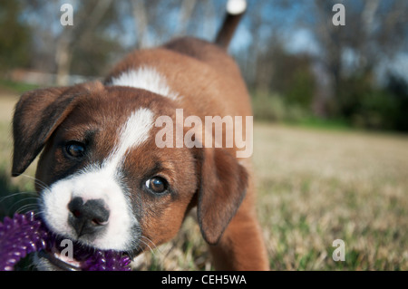 Heureux petit chiot tire sur son jouet dans l'herbe Banque D'Images