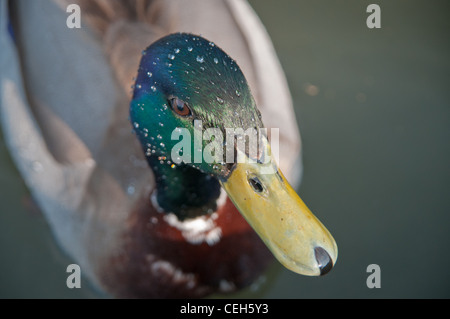 L'eau sur la tête d'un canard Banque D'Images