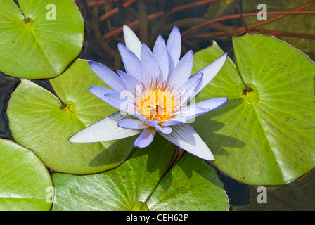 Purple Nénuphars dans un étang rempli de nénuphars. Banque D'Images