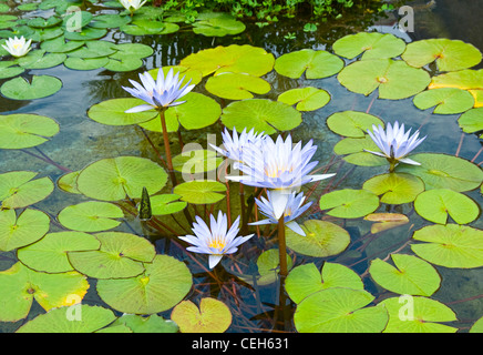 Purple Nénuphars dans un étang rempli de nénuphars. Banque D'Images