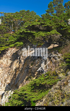 Cypress Tree growing on falaise à Point Lobos Parc dans Monterey. Banque D'Images