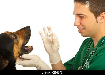 Vet homme donnant à un comprimé à un chien obéissant avec grande bouche ouverte isolé sur fond blanc Banque D'Images